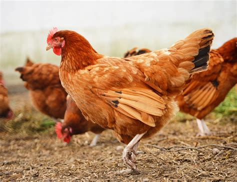 Cara Ternak Ayam